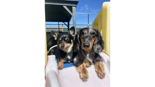 Two small dogs, a black and tan Chihuahua mix and a dappled long-haired Dachshund, sitting together on a light-colored play structure outdoors