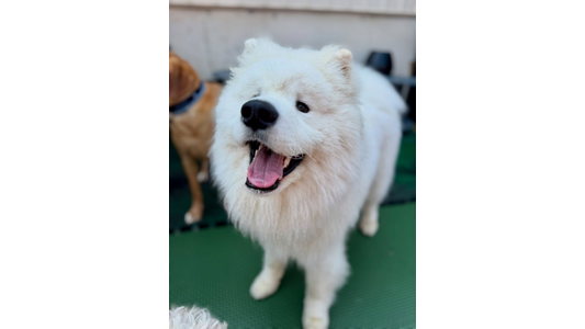 A large, fluffy white dog looking up at the camera with its mouth open and tongue out, standing on a green surface with another dog partially visible in the blurred background