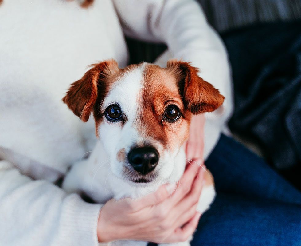 Jack Russell Terrier sitting in a pet owner’s lap, held close in a cozy embrace