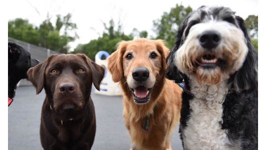 Group of happy dogs—including a chocolate Labrador, Golden Retriever, and Bernedoodle—looking closely into the camera at an outdoor dog daycare yard