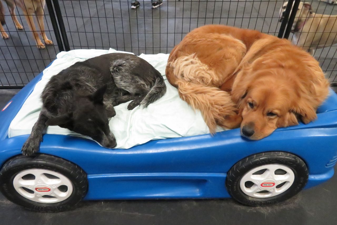 Two dogs resting on a light-colored blanket inside a blue plastic car-shaped toddler bed. On the left, a black and grey speckled dog lies stretched out with its head resting near the edge, while a large, fluffy golden retriever is curled up on the right, resting its chin on the side of the bed. A black wire fence and the legs of other dogs are visible in the background