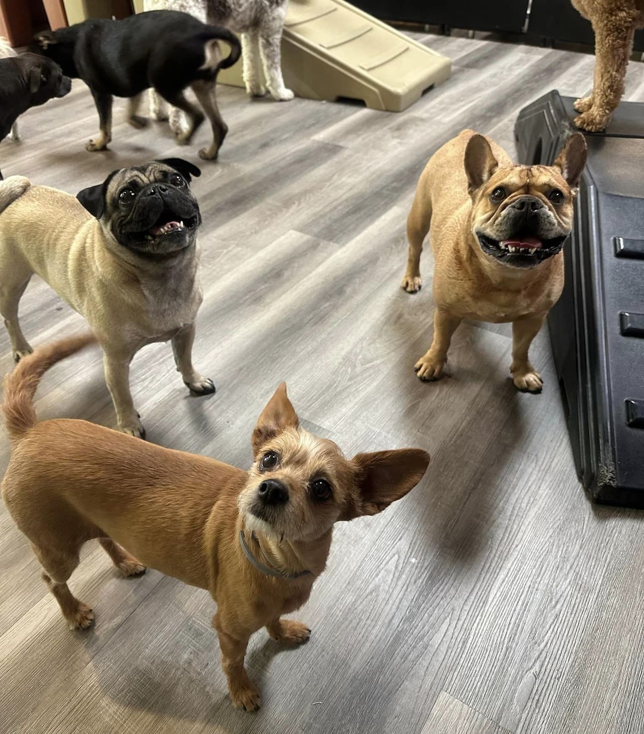 Three small dogs—a fawn Pug, a tan French Bulldog, and a small tan mixed-breed—stand on light wood-style flooring in an indoor dog daycare, all looking eagerly up toward the camera. Other dogs and indoor play equipment are visible in the background