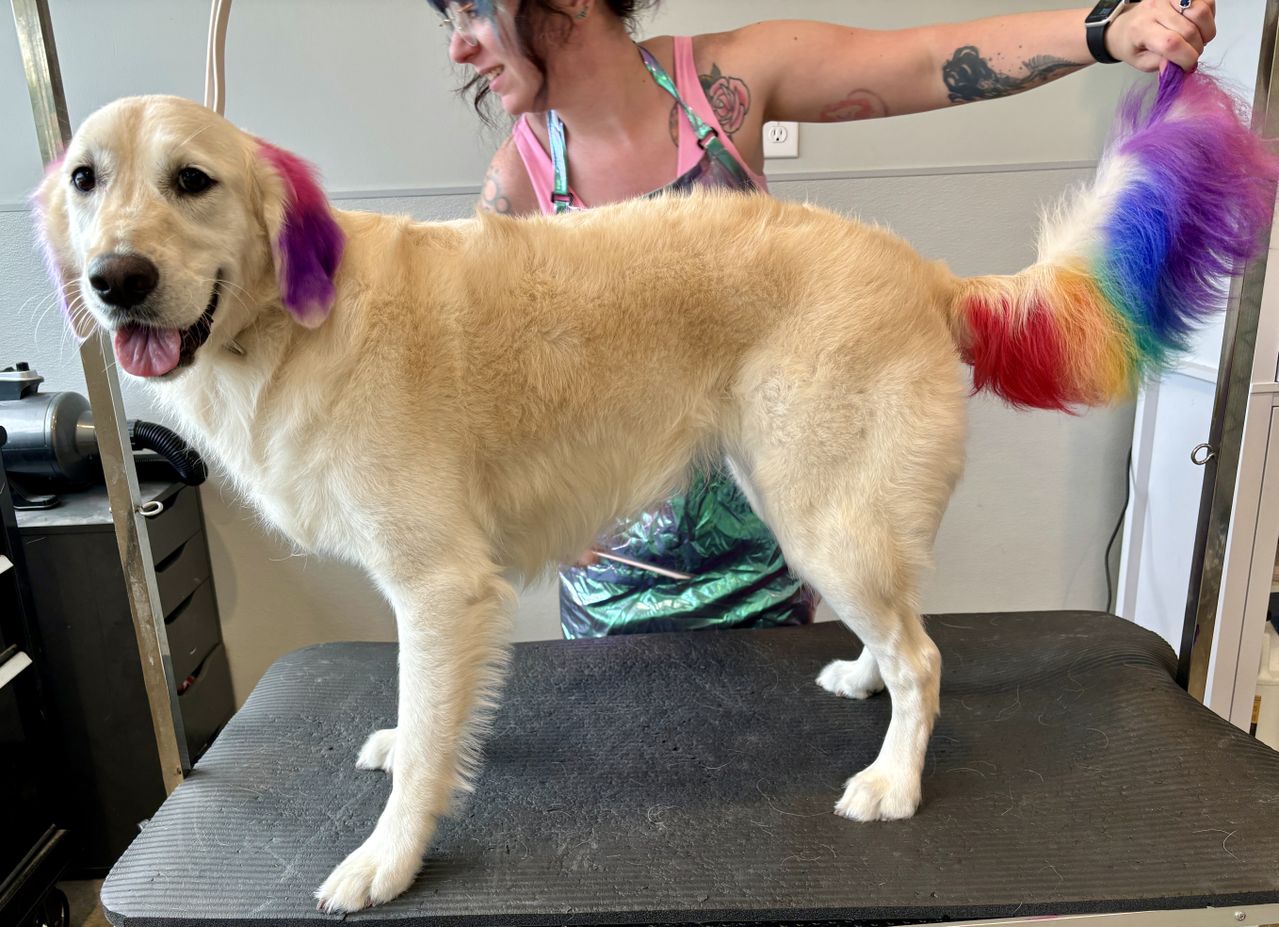 A golden retriever stands on a black grooming table, its ears dyed vibrant pink and purple, and its tail dyed in a rainbow pattern of red, orange, yellow, green, blue, and purple. In the background, a smiling groomer with tattoos and a colorful apron holds the tip of the dog’s rainbow tail to display it