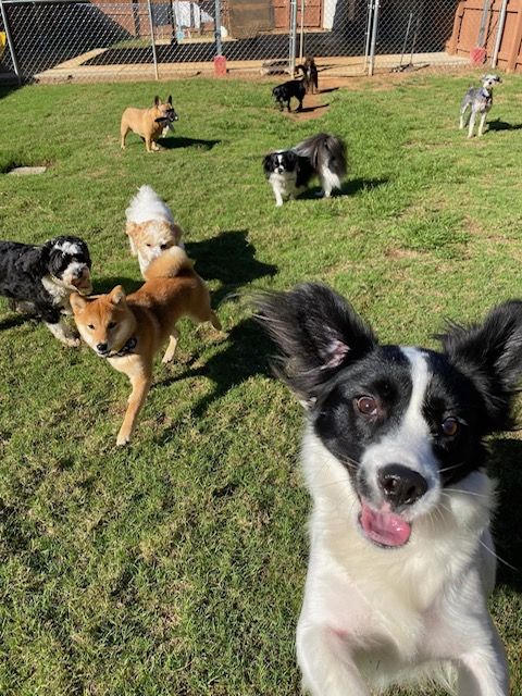 a happy black and white dog looking directly at the camera with a wide, open-mouthed smile, while several other dogs of various breeds roam and play in a sunny, fenced-in grassy yard in the background