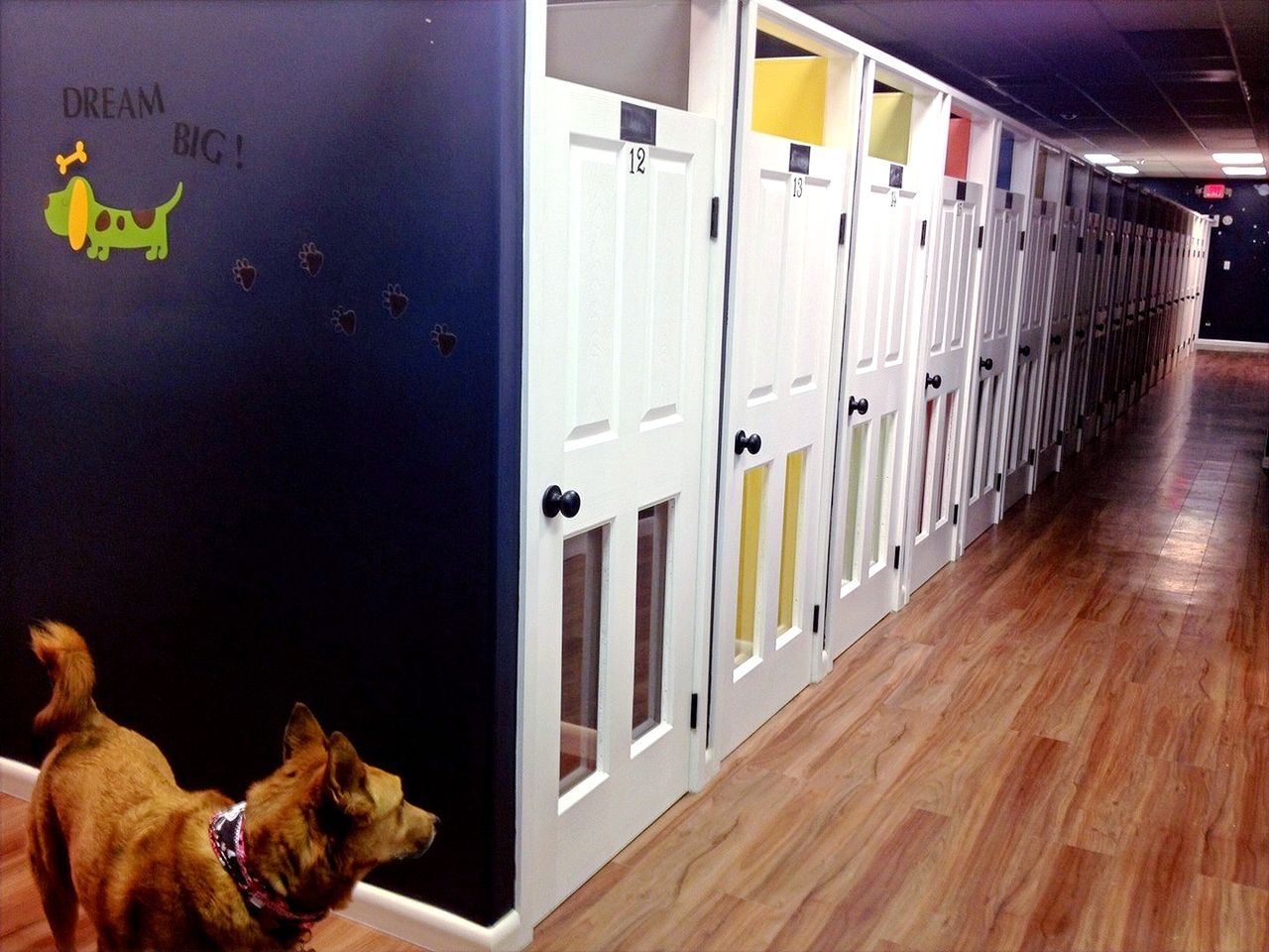 A dog standing in a hallway of a modern dog boarding facility with private suites.