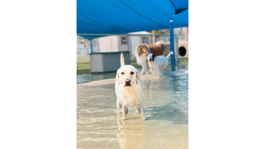 Dog playing in ground