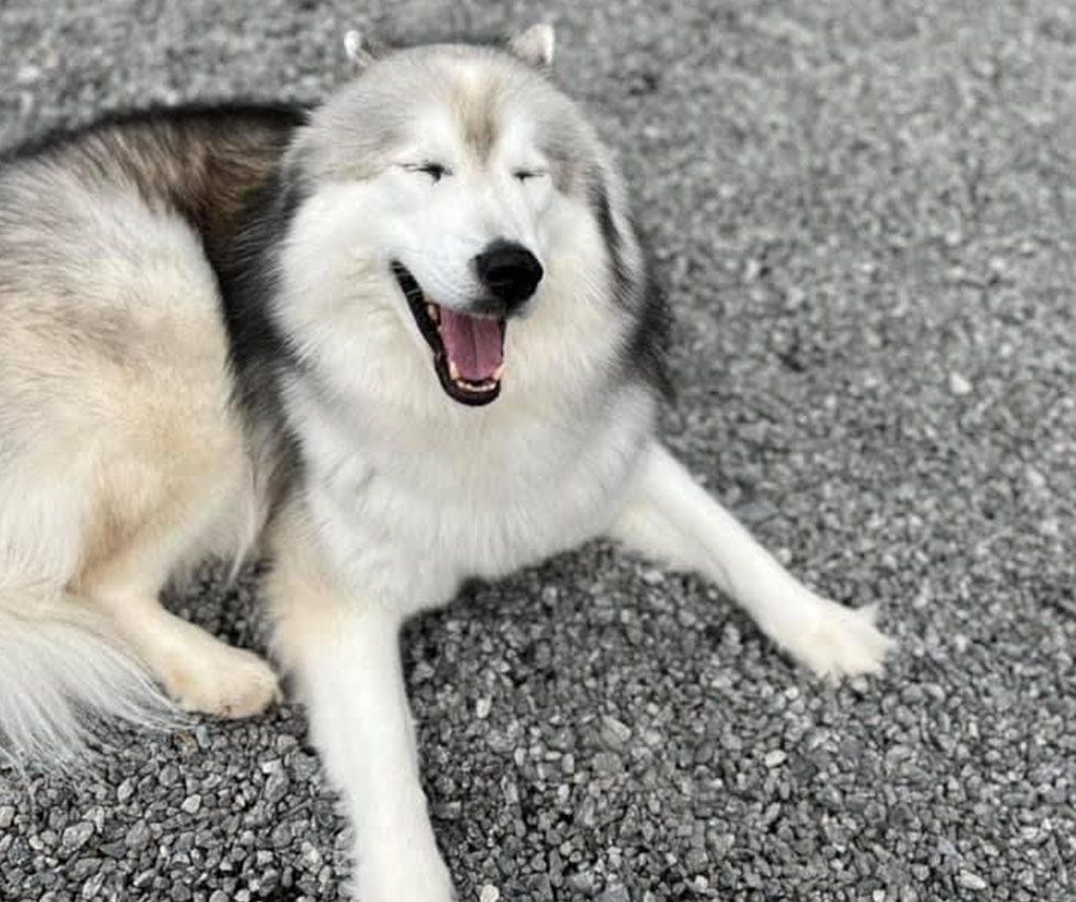 A smiling, happy husky dog lying down on gravel