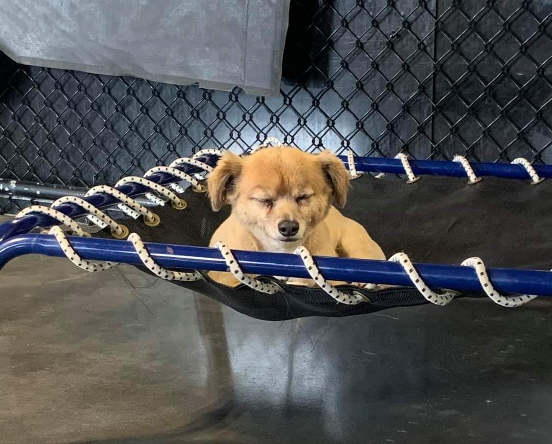 A small tan dog sleeping peacefully on a blue framed mesh elevated cot with its eyes closed.