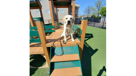 Dog playing in ground