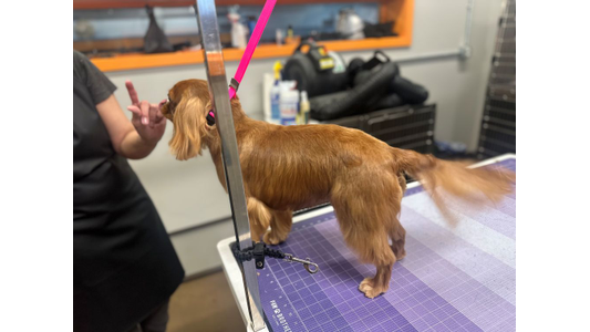 Ruby Cavalier King Charles Spaniel standing on a grooming table with a professional dog groomer at a pet grooming salon