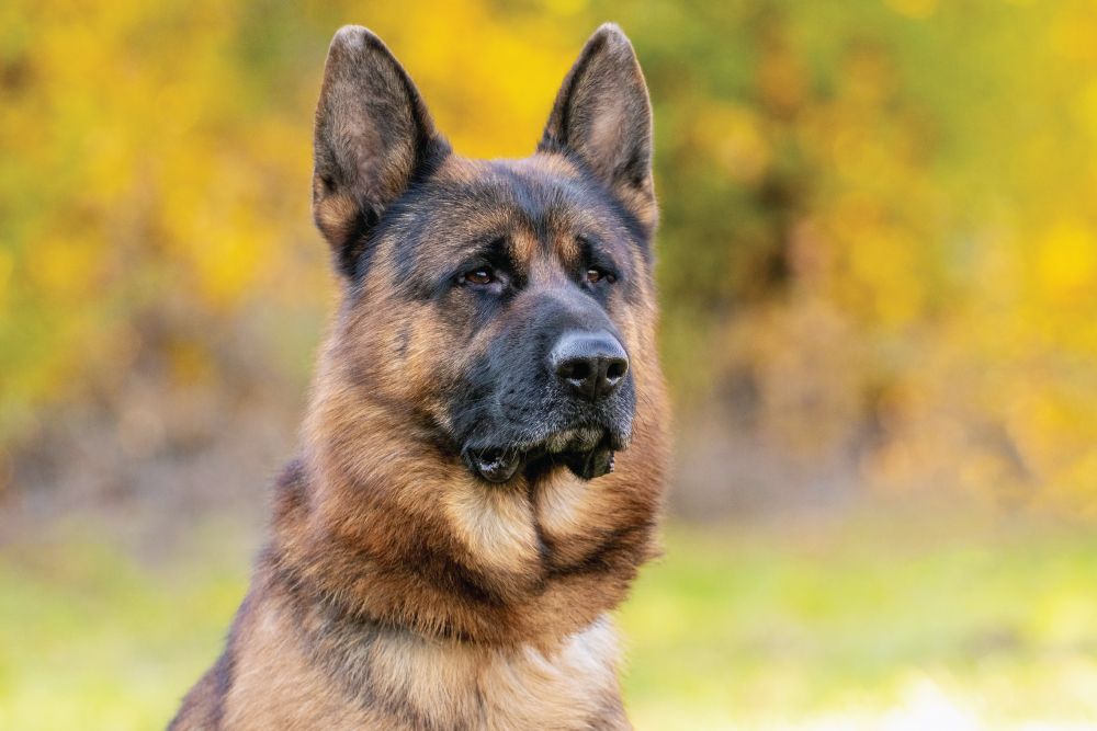 A close-up of an adult German Shepherd looking off to the side against a blurred outdoor background