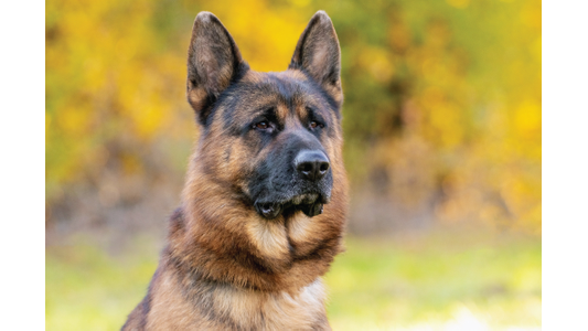 German Shepherd