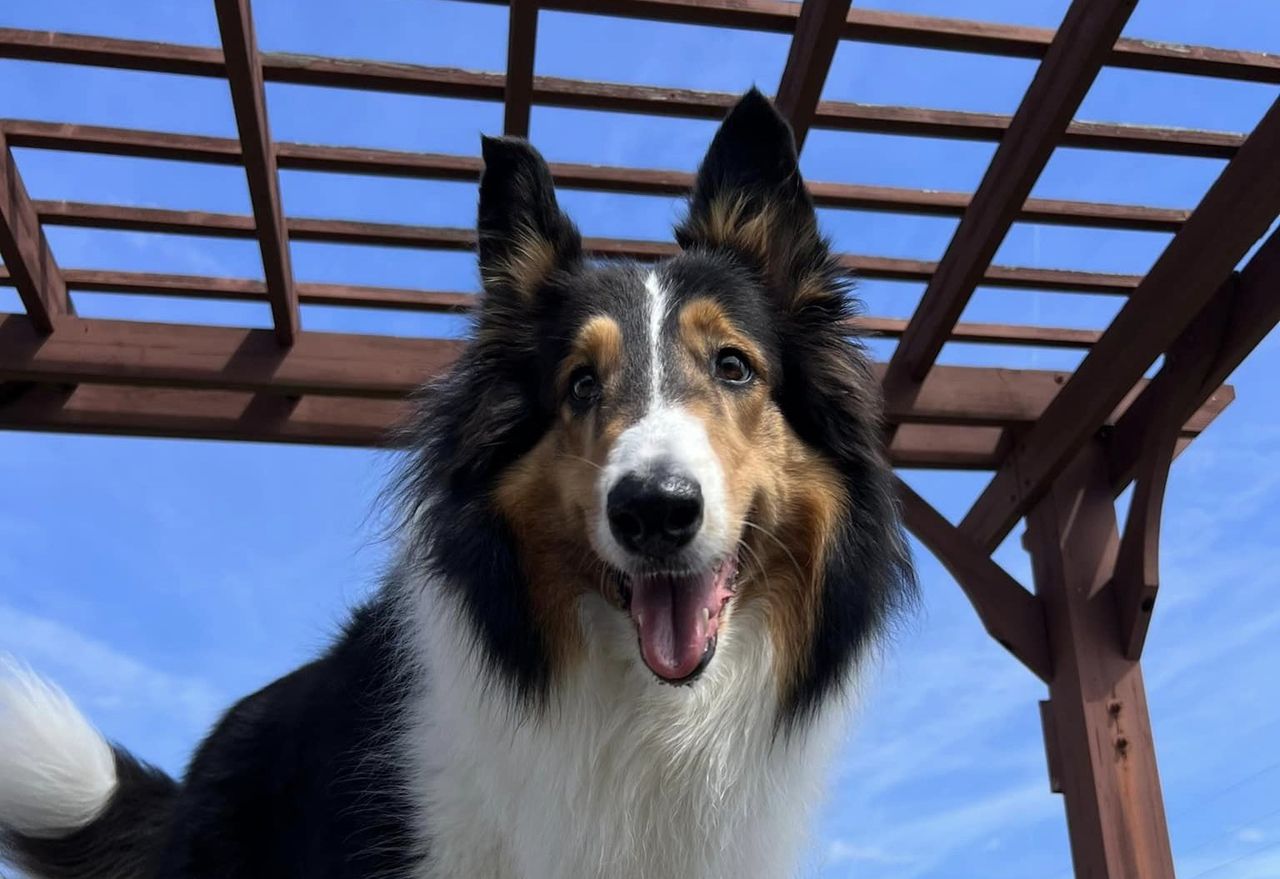 Focused dog welcomes all to Boarding, Daycare, Training and Grooming Melbourne, FL