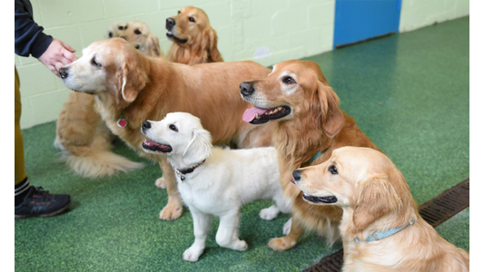 Group of Golden Retrievers, including a cream-colored puppy, gathered around a staff member in an indoor dog daycare playroom