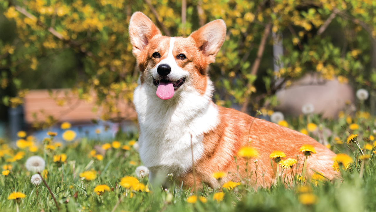 Corgi playing in the dandelions