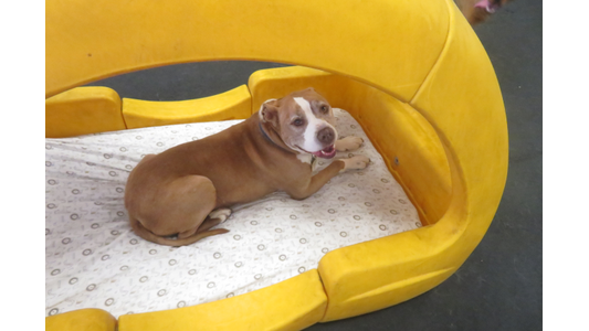 A tan and white pit bull-type dog lies on a patterned white blanket inside a large, curved yellow plastic bed. The dog is looking back over its shoulder directly at the camera with a relaxed, open mouth, resting on a dark gray floor