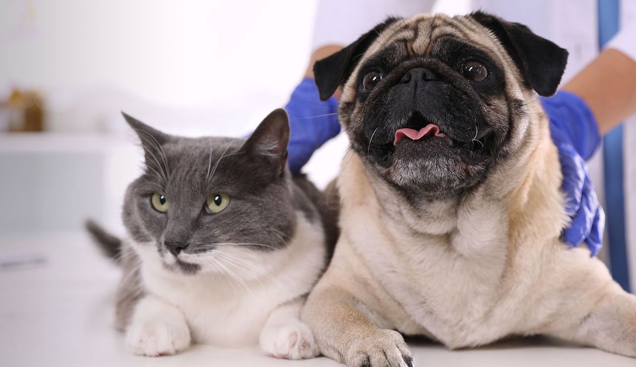 a grey and white cat lying next to a pug on a white table, while a person wearing a white lab coat and blue gloves rests their hands gently on the animals