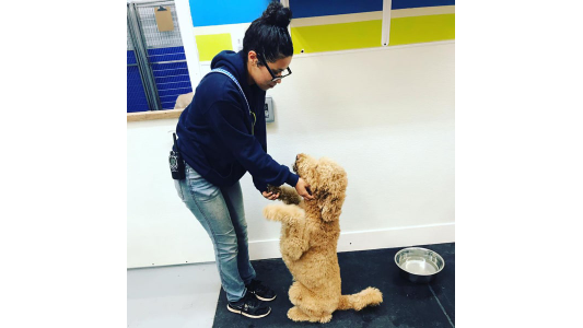 Pet care staff member gently greeting an apricot Goldendoodle standing on its hind legs at a dog boarding facility