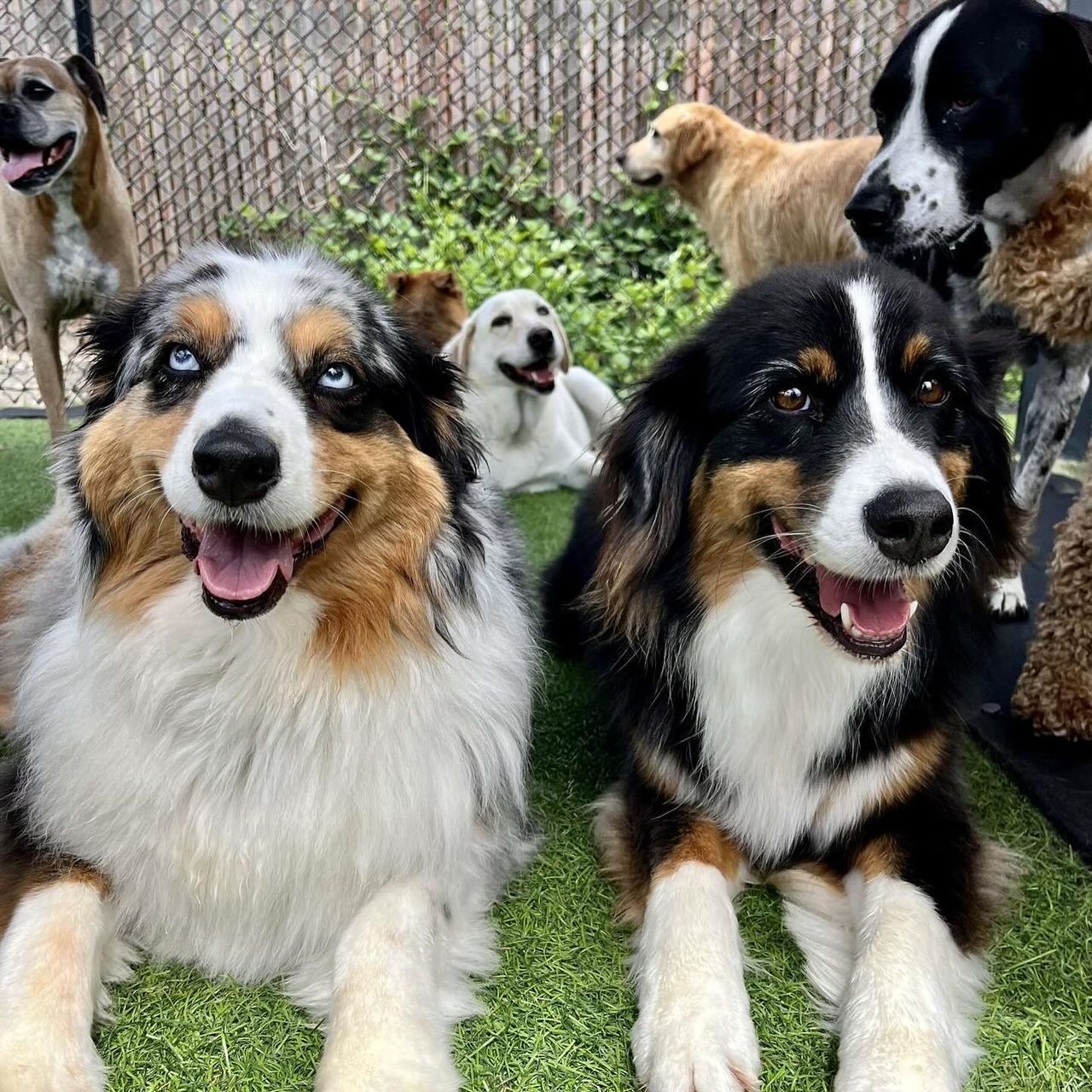 Two happy Australian Shepherds—one blue merle with bright blue eyes and one black tri-color—lying side-by-side on green artificial turf at a dog daycare, with several other dogs in the background