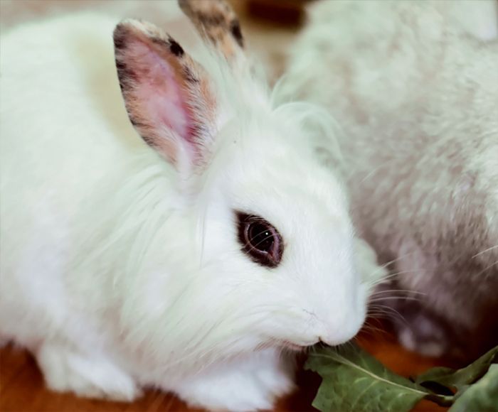 Fluffy white rabbit with dark-rimmed eyes eating fresh leafy greens