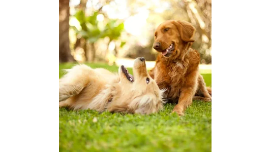 Two dogs play on a grassy lawn; one is lying down while the other sits upright, both appearing happy in the warm sunlight.