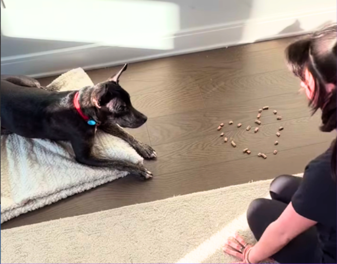 A black dog resting on a white fluffy blanket, patiently looking at dog treats arranged in a heart shape on a wood floor, while a woman kneels facing the dog.