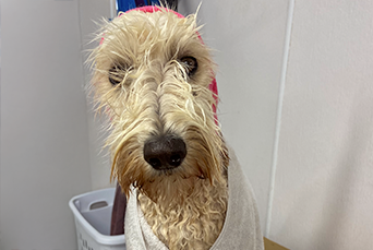 Dog in a robe