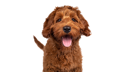 Happy red Cobberdog puppy with a curly coat smiling on a white background