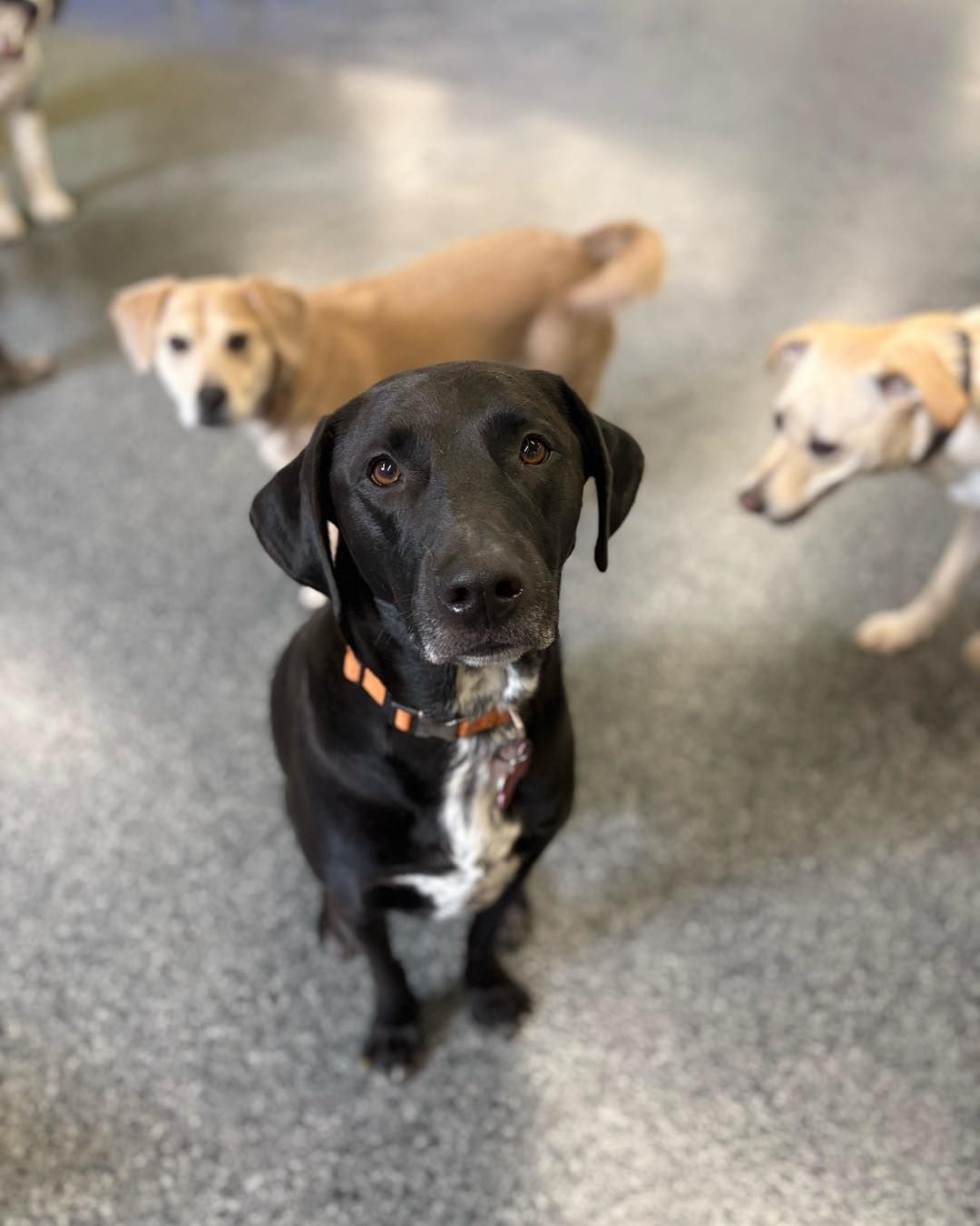 A black dog with a white patch on its chest and an orange collar sits on a speckled grey floor in an indoor play area, looking directly up at the camera, while two light-colored dogs stand blurred in the background