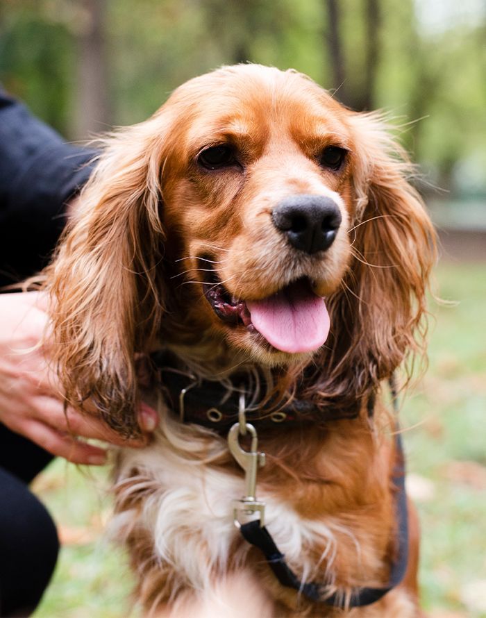 an adorable Cocker Spaniel dog in a park, looking at the camera with its tongue out