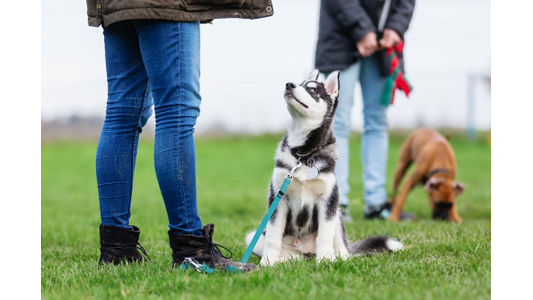 Husky puppy on a leash sitting and looking up at its handler during an outdoor group puppy class, with a Boxer puppy in the background