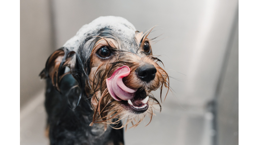 Black and brown dog in a bath licking their lips.