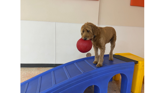Proud Goldendoodle holding a big red ball while standing on a blue ramp
