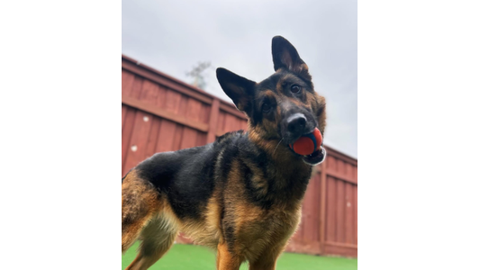 German Shepard with Orange Ball