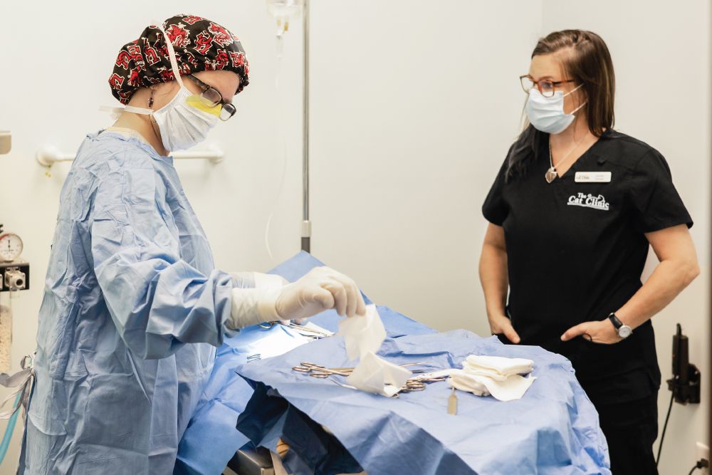 Veterinary surgeon in a surgical gown and cap organizing medical instruments on a blue drape while an assistant in black scrubs observes