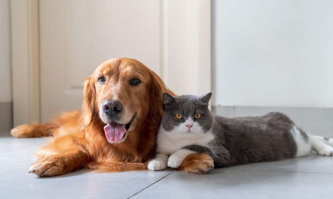 A Golden Retriever dog and a grey and white cat lying peacefully together on a light tile floor indoors