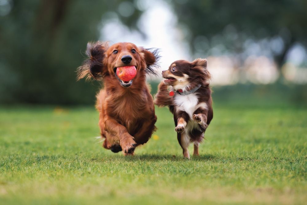 A long-haired reddish-brown dog running with a red apple in its mouth alongside a small brown and white fluffy dog in a grassy green park