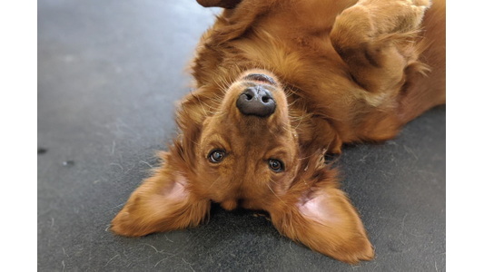 Brown dog laying down
