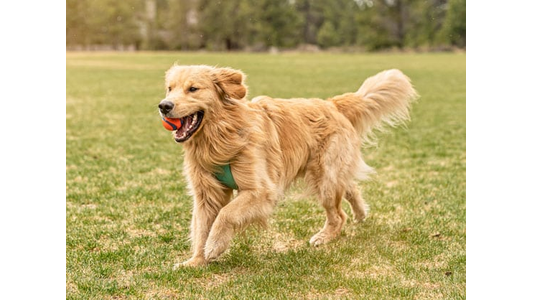 Fluffy Golden Retriever trotting proudly with a toy ball in its mouth